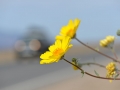 Auto-und-Blüte