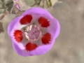 Blüte-im-Death-Valley