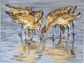 Marbled_Godwit