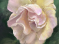 Rosenblüte im Zenit